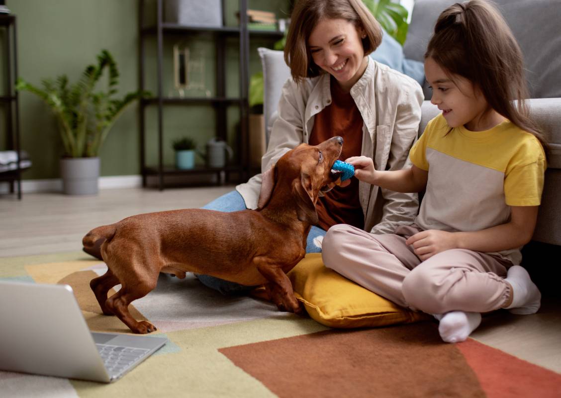 close-up-beautiful-dachshund-spending-time-with-family-min